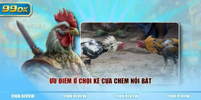 Ưu điểm ở chọi kê cựa chém nổi bật